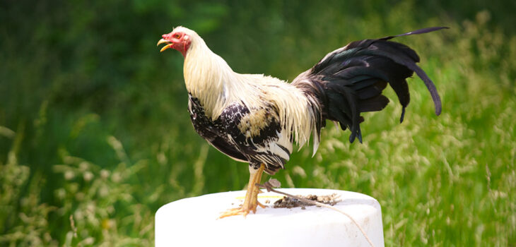 Cara Daftar Member Ke Situs Judi Sabung Ayam