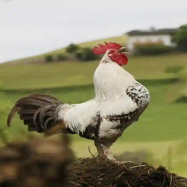 Cara Melatih Ayam Bangkok agar Tidak Gampang Cedera
