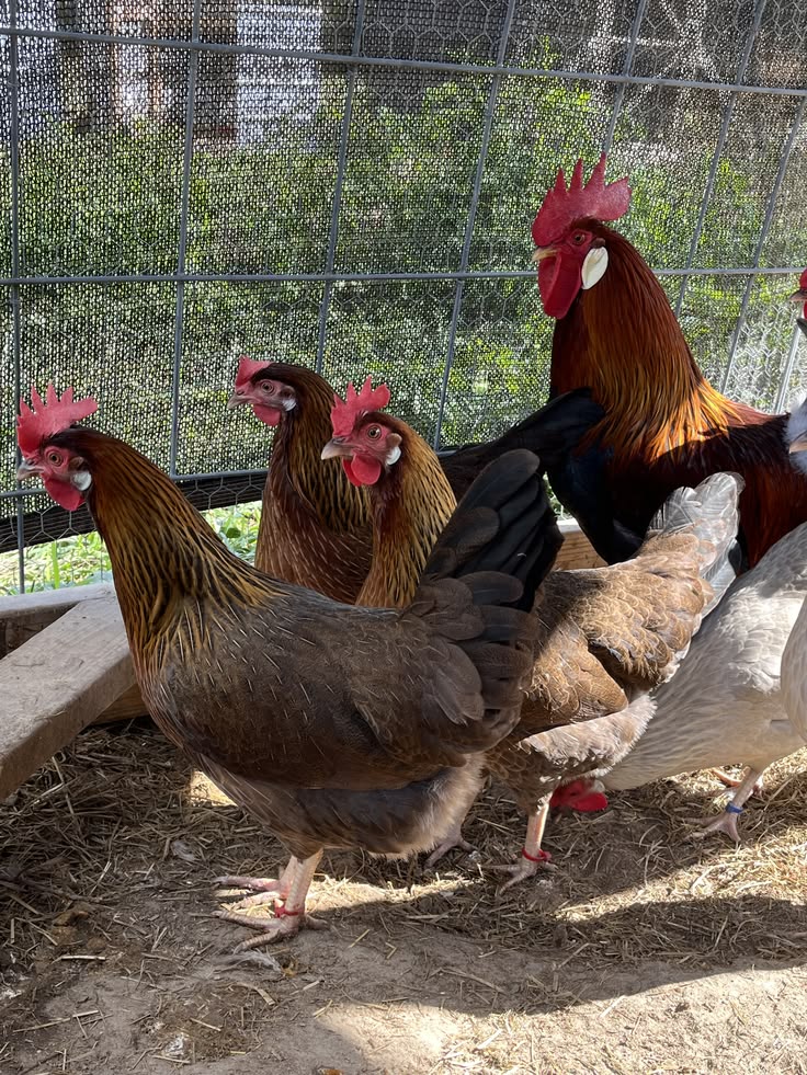Tips Beternak Ayam