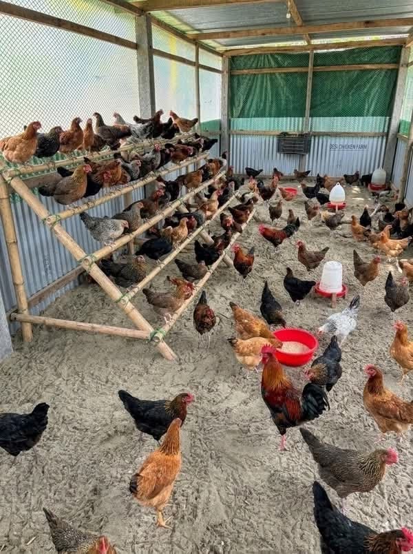 Peternak ayam harus tau ini