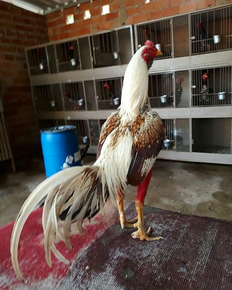 Ternak Ayam Bangkok