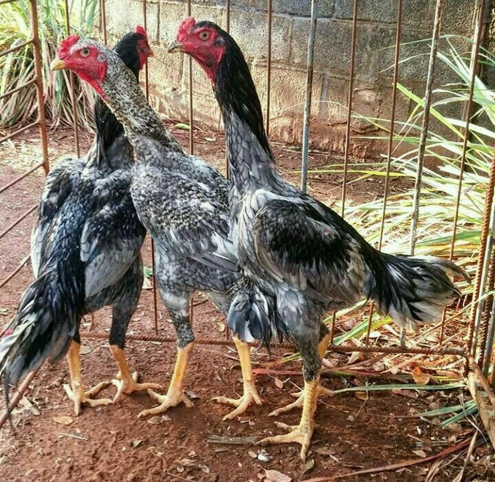 Ternak Ayam Bangkok